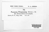 Puccinia pimpinellae image